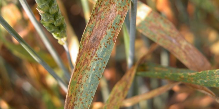 असे करा गव्हावरील किडीचे व्यवस्थापन..!