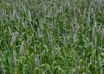 उन्हाळी बाजरी लावा भरघोस उत्पादन मिळवा