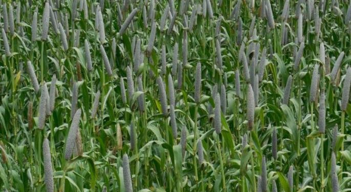 उन्हाळी बाजरी लावा भरघोस उत्पादन मिळवा