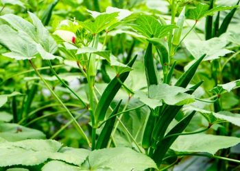 भेंडी लागवड तंत्रज्ञान