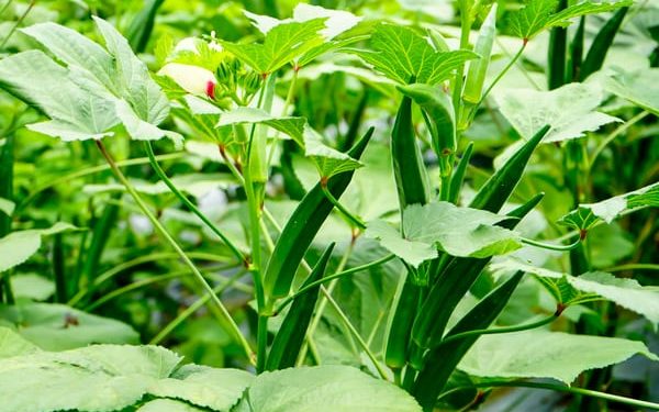 भेंडी लागवड तंत्रज्ञान