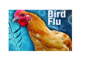 बर्ड फ्लूपेक्षा अफवाच घातक..