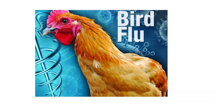 बर्ड फ्लूपेक्षा अफवाच घातक..