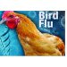 बर्ड फ्लूपेक्षा अफवाच घातक..