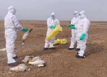 महाराष्ट्रात ‘बर्ड-फ्लू’ चा शिरकाव