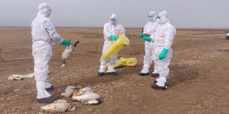 महाराष्ट्रात ‘बर्ड-फ्लू’ चा शिरकाव