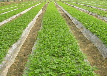 असे करा नियोजन उन्हाळी भुईमूग लागवडीचे…