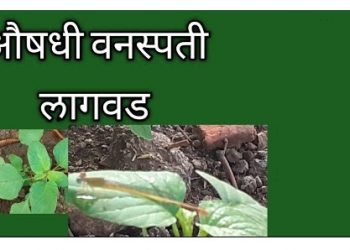 औषधी वनस्पती लागवड फायदेशीर