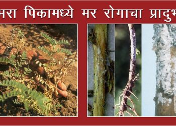 हरभरा: मर रोग व्यवस्थापन