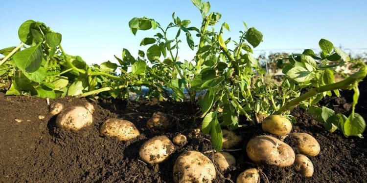 किफायतशीर बटाटा शेतीसाठी महत्वाच्या बाबी