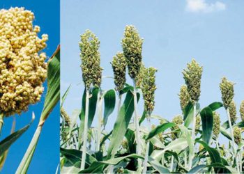 ज्वारीवरील किडींचे व्यवस्थापन