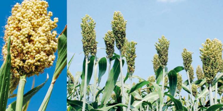 ज्वारीवरील किडींचे व्यवस्थापन