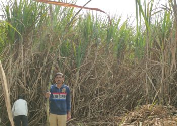 उसाचे पाचट कुजवण्याचा यशस्वी प्रयोग