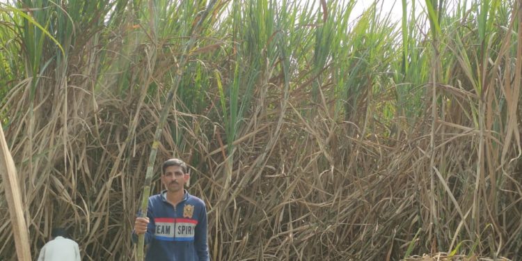 उसाचे पाचट कुजवण्याचा यशस्वी प्रयोग