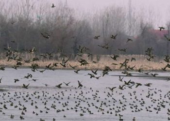 बर्ड फ्लू – माहिती आणि जागरूकता