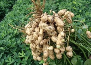 उन्हाळी भुईमूग उत्पादनाची सुत्रे