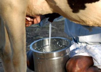 या योजनेअंतर्गत ७५ टक्के अनुदानावर मिळणार दुधाळ पशुधन…!