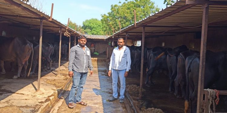 कुस्तीपटू उद्धव कदमची दुग्धप्रक्रियातून भरारी