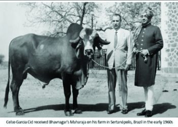 ब्राझीलच्या श्वेतक्रांतीत भारतीय गोवंशाचे योगदान
