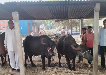 पाटील बंधूंचा दोन म्हशींपासूनचा प्रवास ४२५ लिटर दूध संकलनापर्यंत