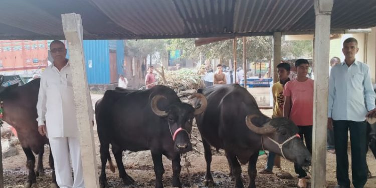 पाटील बंधूंचा दोन म्हशींपासूनचा प्रवास ४२५ लिटर दूध संकलनापर्यंत