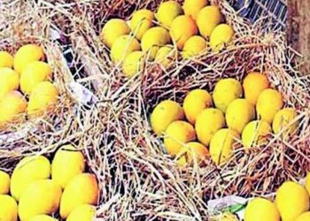 देवगड हापूसच्या नावाखाली होतेय ग्राहकांची फसवणूक