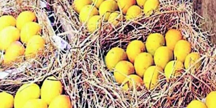 देवगड हापूसच्या नावाखाली होतेय ग्राहकांची फसवणूक