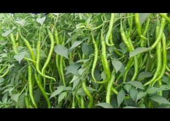 असे करा मिरचीचे कीड-रोग नियंत्रण…