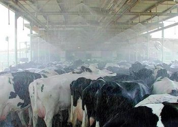 अशी घ्या उन्हाळ्यात जनावरांची काळजी…