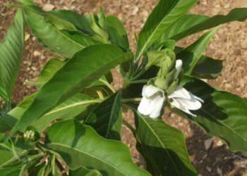 महत्वाच्या औषधी वनस्पती भाग- ३ अडुळसा वनस्पती