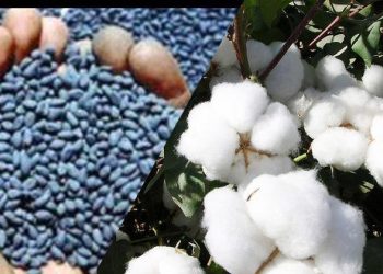 यंदा बीटी कापूस बियाणे पाच टक्क्यांनी महाग