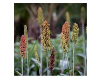 जनावरांसाठी चारा पिके… भाग-४