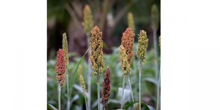 जनावरांसाठी चारा पिके… भाग-४