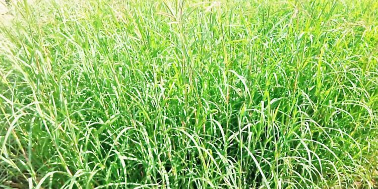 जनावरांसाठी चारा पिके… भाग-६