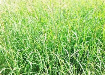 जनावरांसाठी चारा पिके… भाग-६