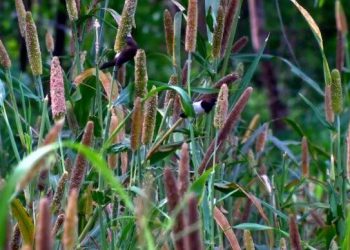 जनावरांसाठी चारा पिके… भाग-३