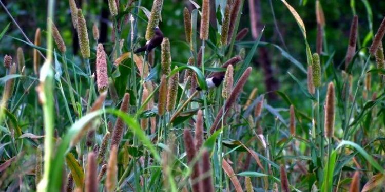 जनावरांसाठी चारा पिके… भाग-३