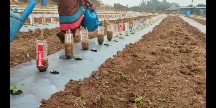 सेंद्रिय शेतीसाठी टाकाऊ प्लास्टिक बॉटल्सचा टिकाऊ उपयोग..