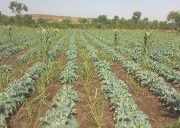 सुरू उसात आंतरपिक कोबीवर्गीय पिकं नफ्याचे तंत्र