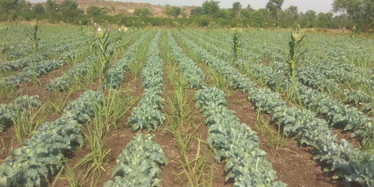 सुरू उसात आंतरपिक कोबीवर्गीय पिकं नफ्याचे तंत्र