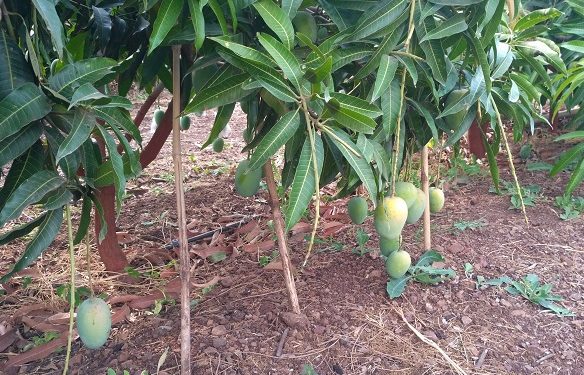 हापूस आंबा कल्टार संस्कृतीचा बळी…!