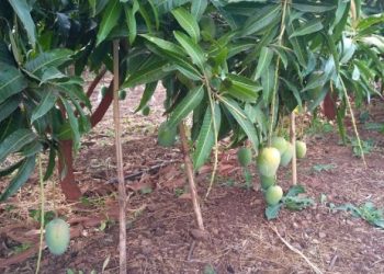 हापूस आंबा कल्टार संस्कृतीचा बळी…!