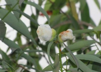 महत्वाच्या औषधी वनस्पती भाग- 2 नागकेशर