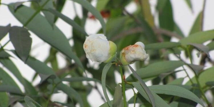 महत्वाच्या औषधी वनस्पती भाग- 2 नागकेशर