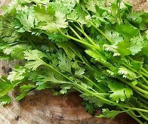 असे करा उन्हाळी कोथिंबीरचे व्यवस्थापन …