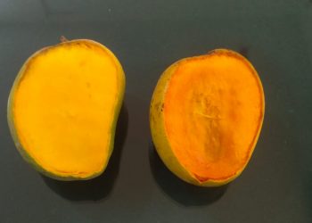 अ‍ॅग्रोवर्ल्ड कोकण हापूसच का..??   Original कोकण हापूस कसा ओळखावा..??