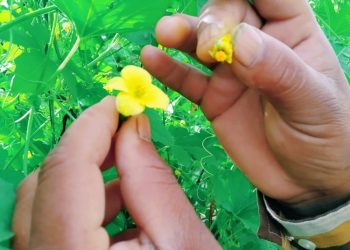 बिजोत्पादनातून आर्थिक समृद्धी