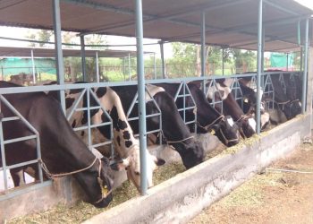 पारंपारिक दुध व्यवसाय आधुनिकीकरणामुळे भरभराटीस