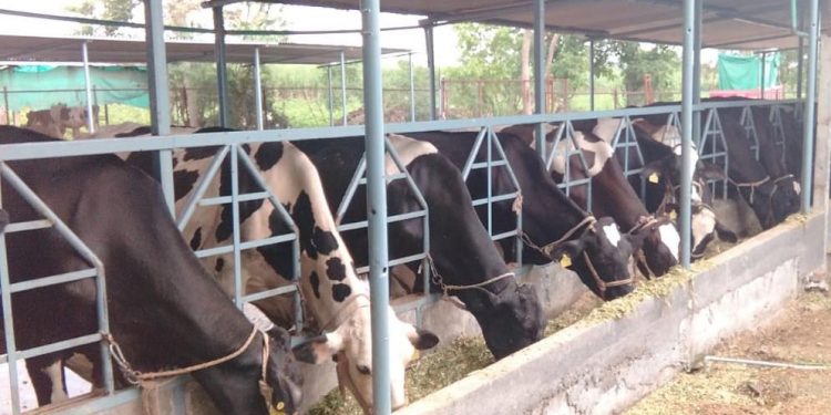 पारंपारिक दुध व्यवसाय आधुनिकीकरणामुळे भरभराटीस