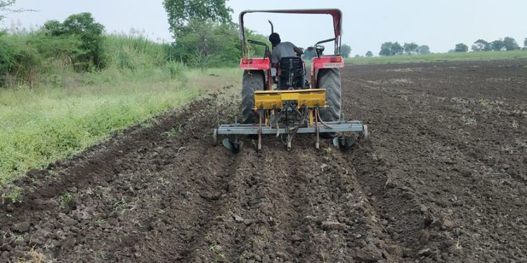 कोरडवाहू कापसाची लागवड करतांना सरी – वरंबा पद्धतीचा अवलंब करावा